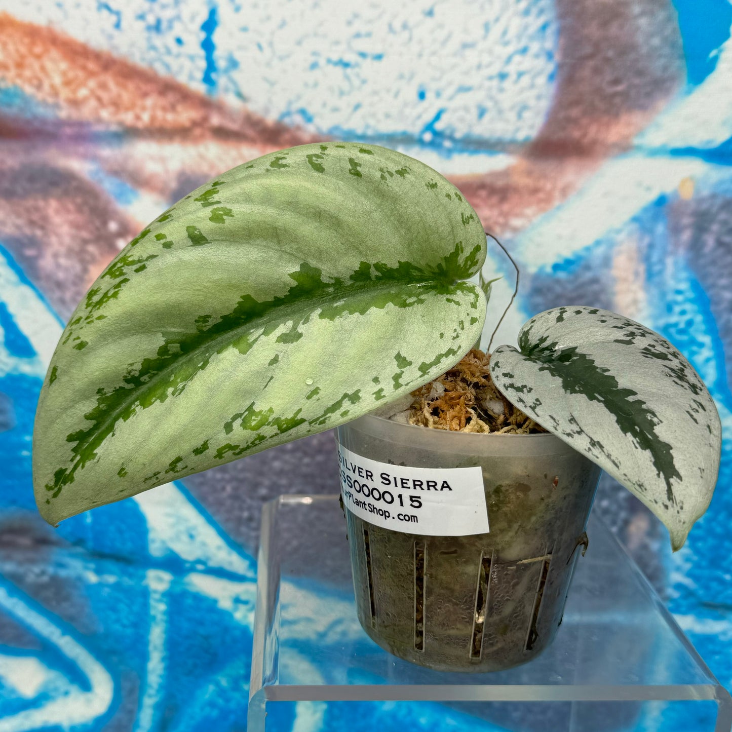 Scindapsus Silver Sierra - #SCSS000015