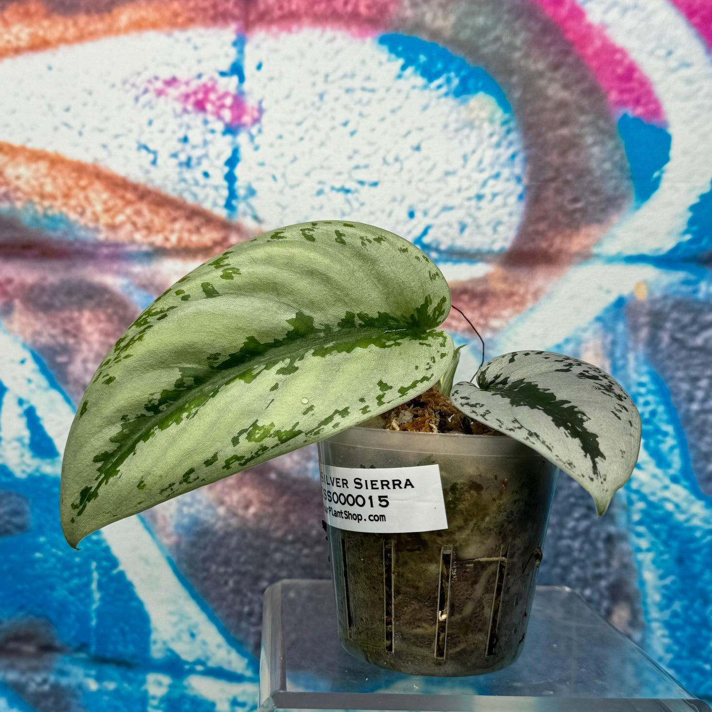 Scindapsus Silver Sierra - #SCSS000015