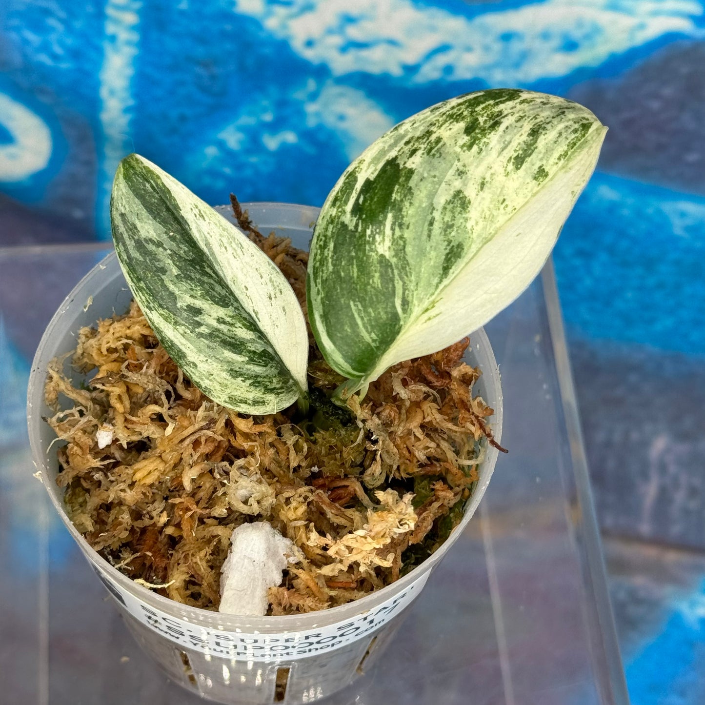 Scindapsus Superstar - #SSUP000017