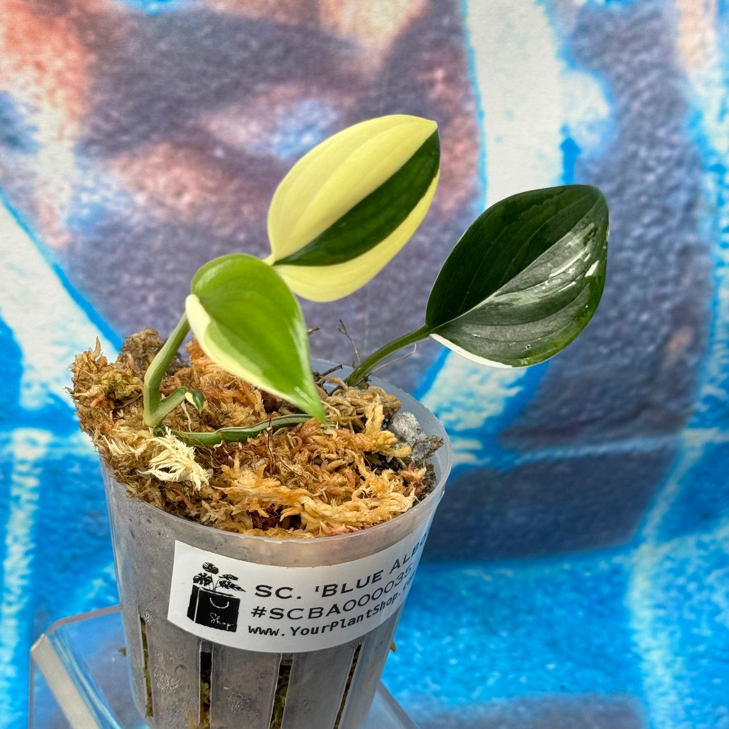Scindapsus 'Blue Albo' - SCBA000035