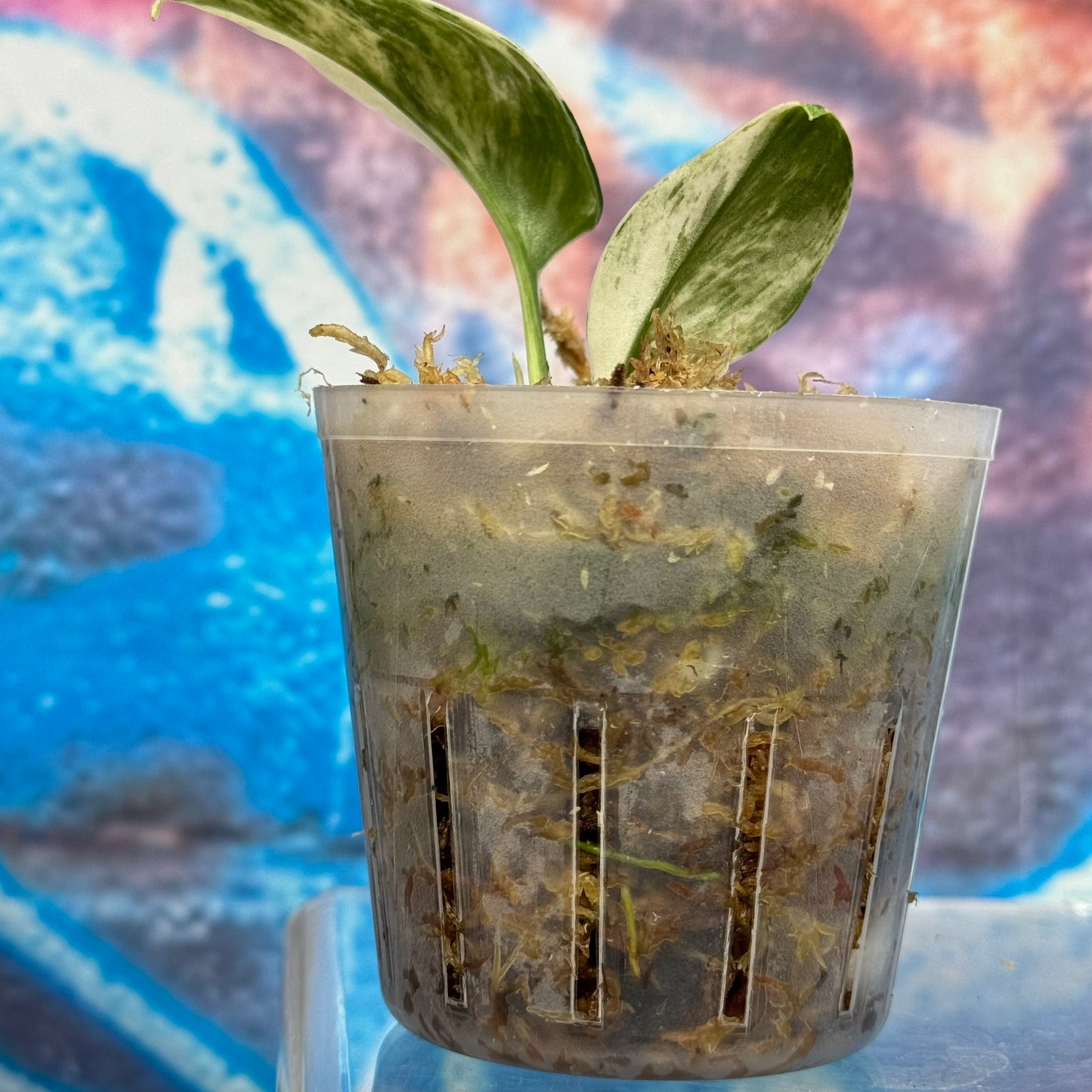 Scindapsus Superstar - #SSUP000017
