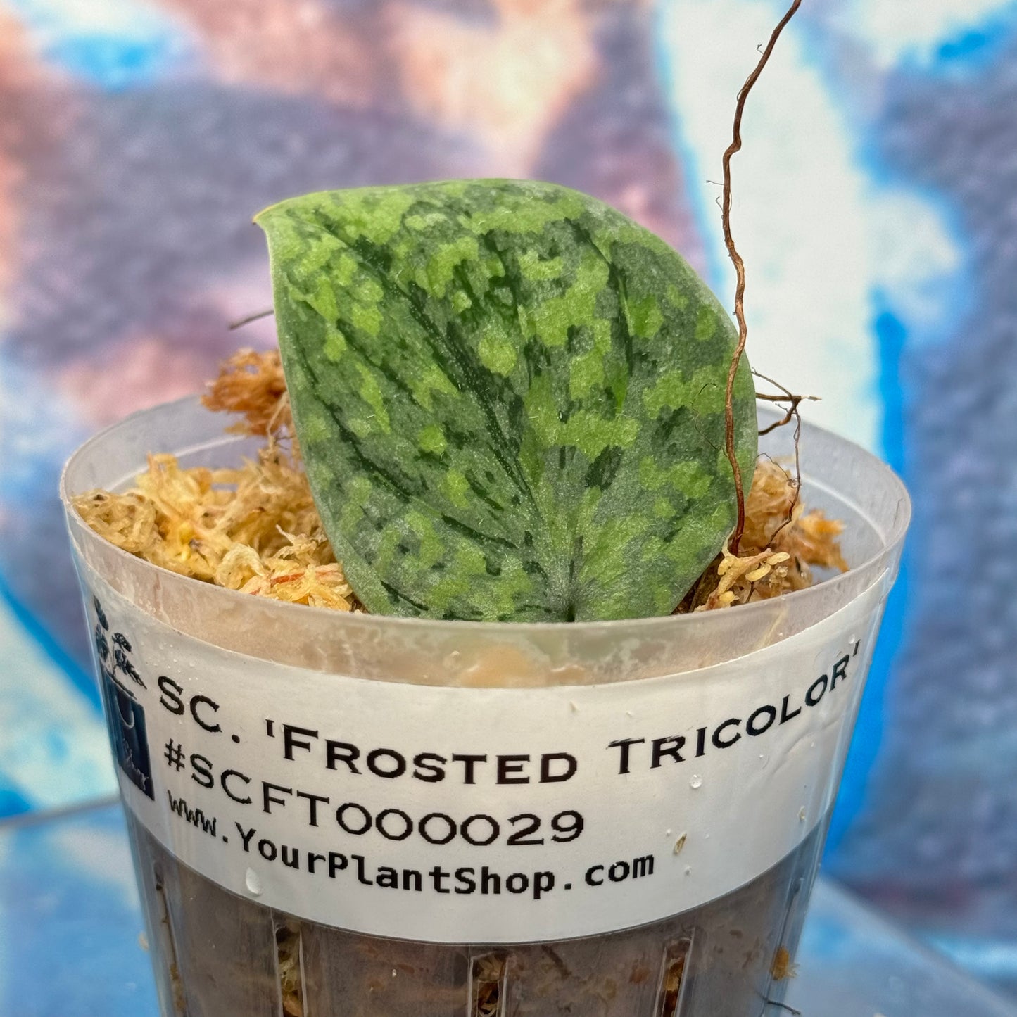 Scindapsus 'Frosted Tricolor' - #SCFT000029
