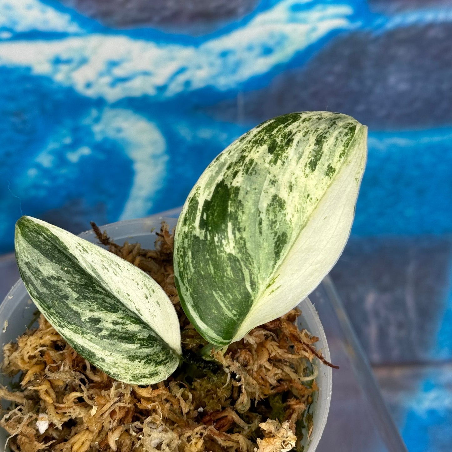 Scindapsus Superstar - #SSUP000017