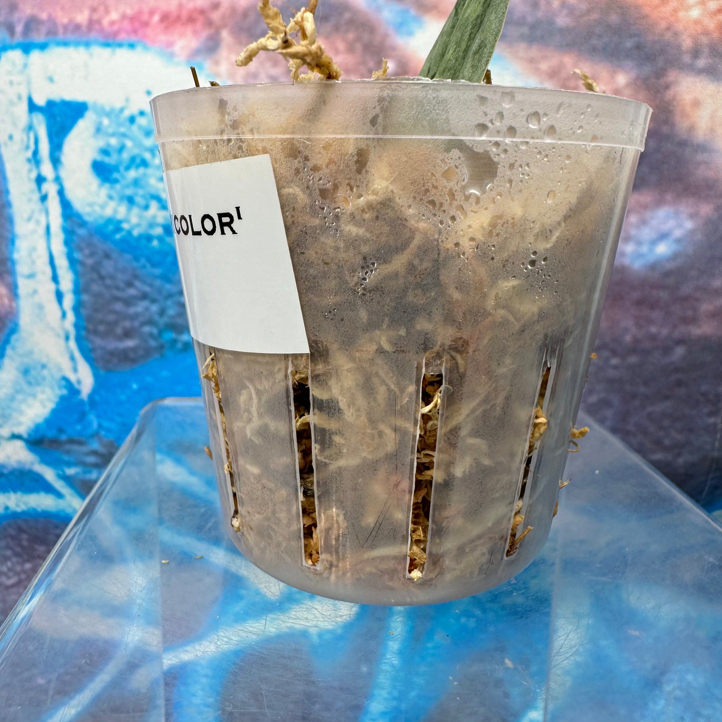 Scindapsus 'Frosted Tricolor' - #SCFT000039