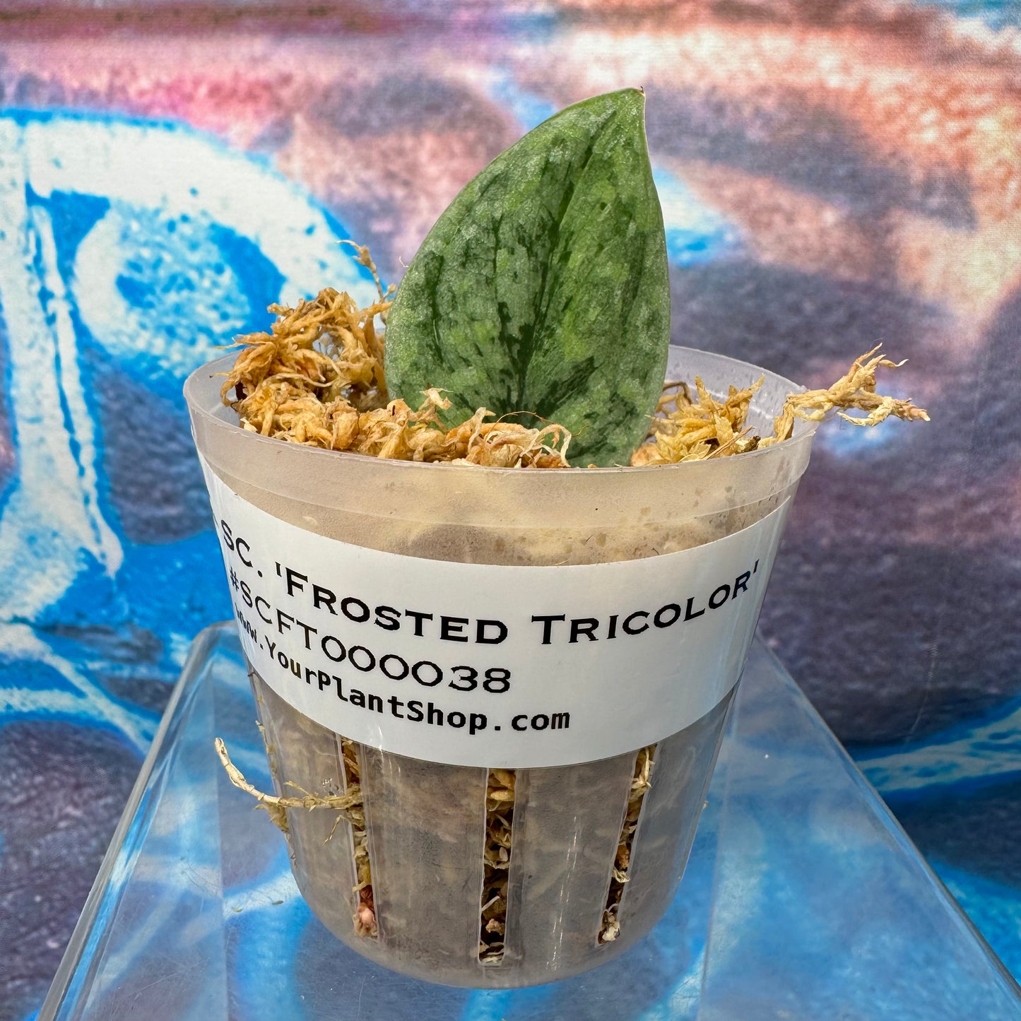 Scindapsus 'Frosted Tricolor' - #SCFT000039