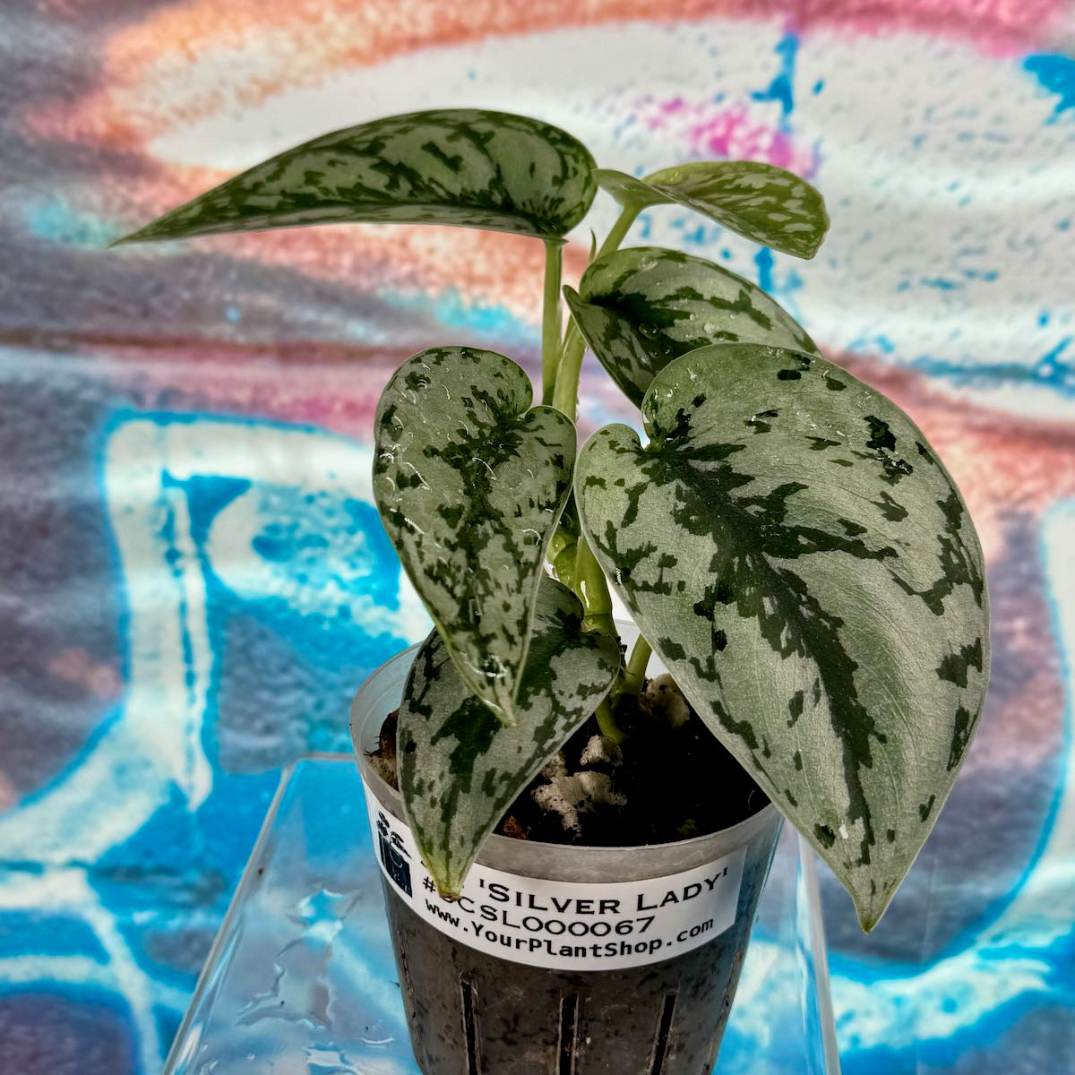Scindapsus Silver Lady - #SCSL000067