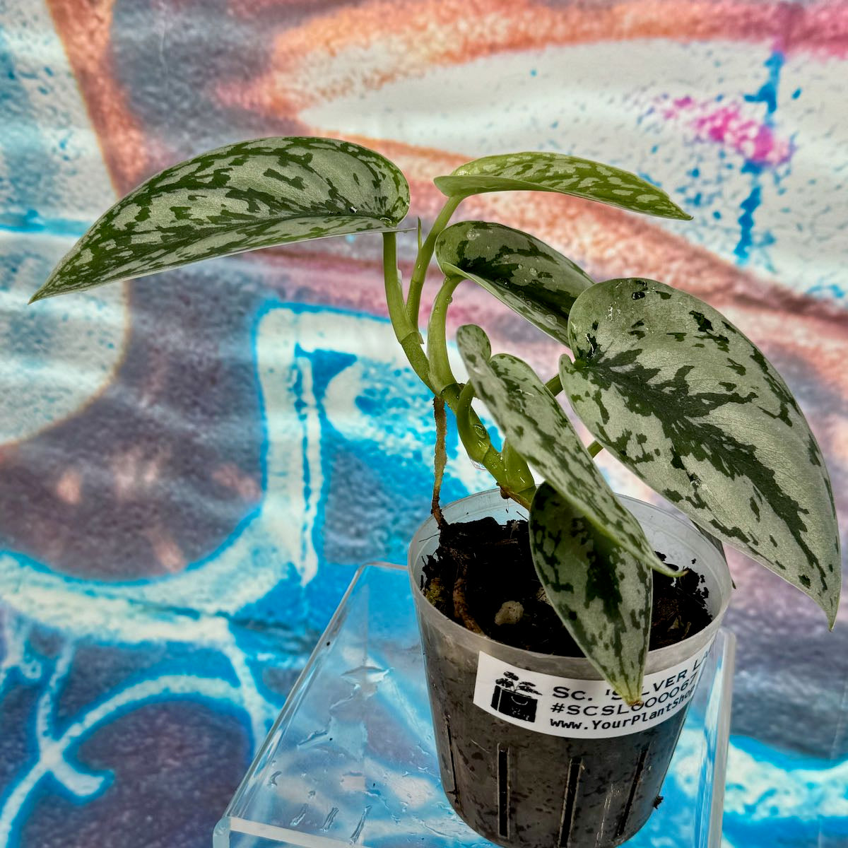 Scindapsus Silver Lady - #SCSL000067