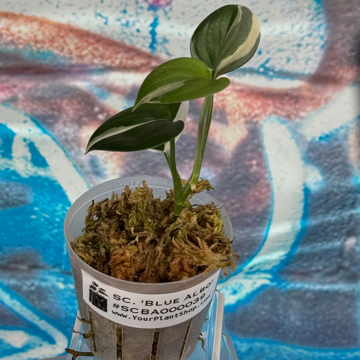 Scindapsus 'Blue Albo' - SCBA000039