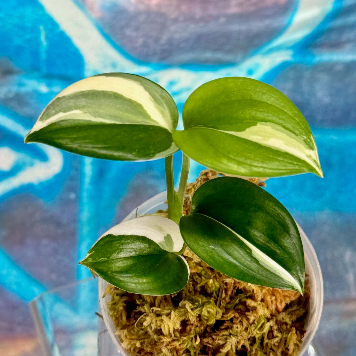 Scindapsus 'Blue Albo' - SCBA000039