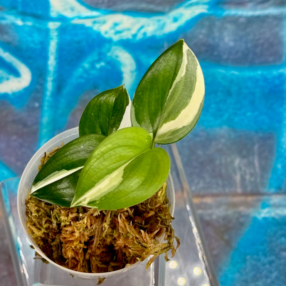 Scindapsus 'Blue Albo' - SCBA000039