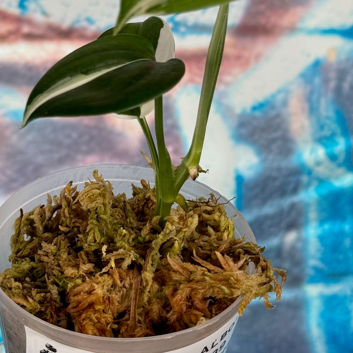 Scindapsus 'Blue Albo' - SCBA000039