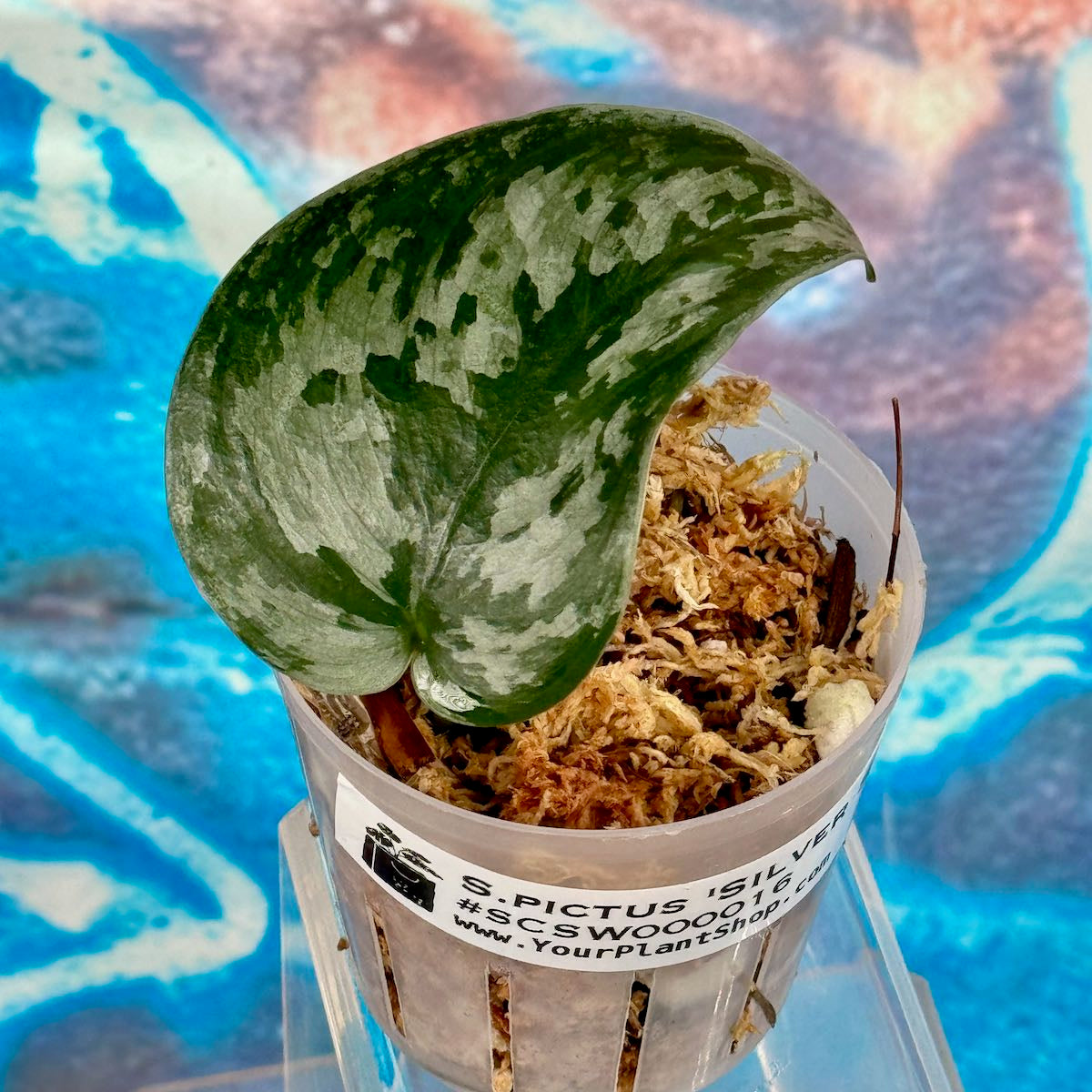 Scindapsus 'Silver Swan' - #SCSW000016