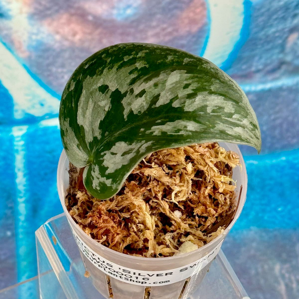 Scindapsus 'Silver Swan' - #SCSW000016