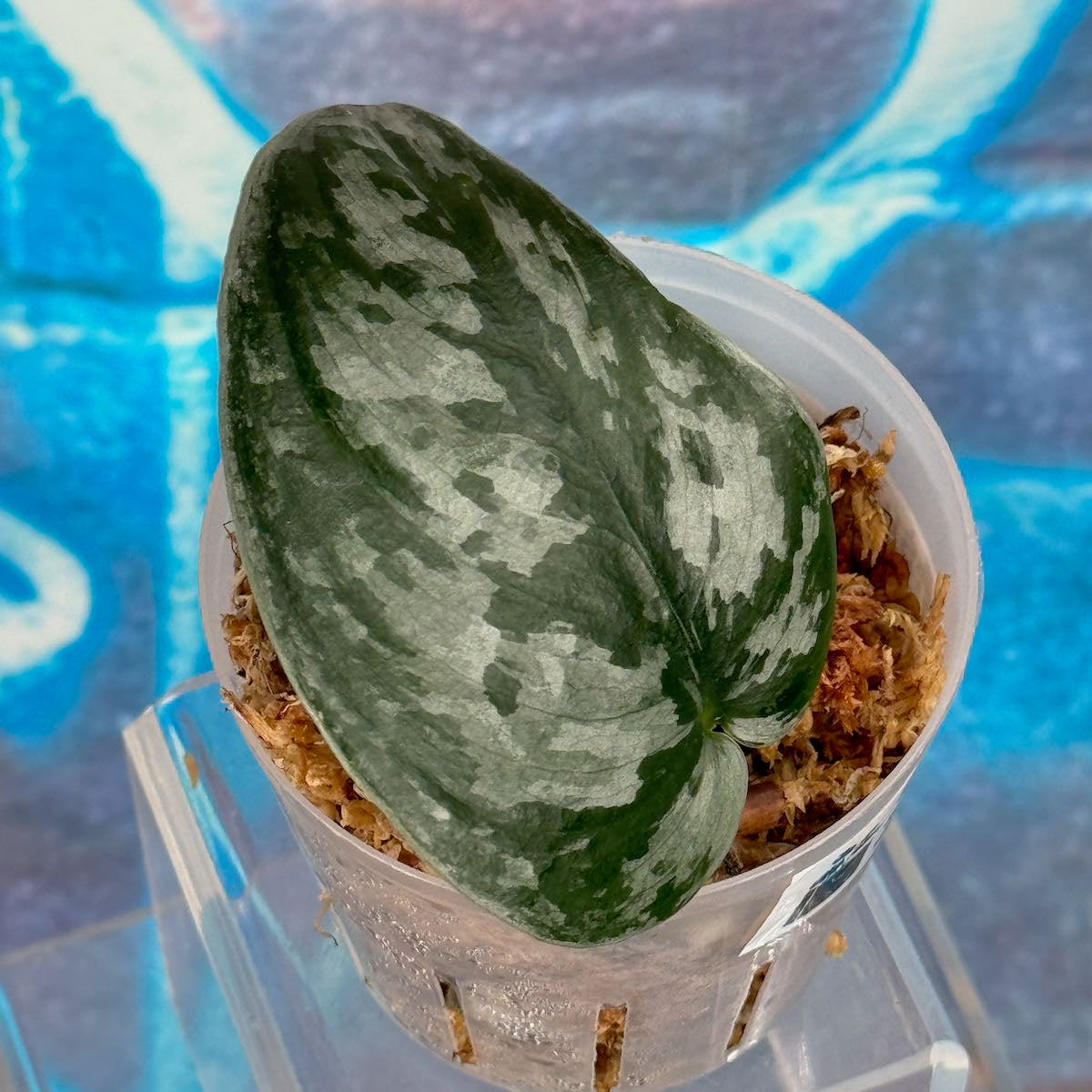Scindapsus 'Silver Swan' - #SCSW000016