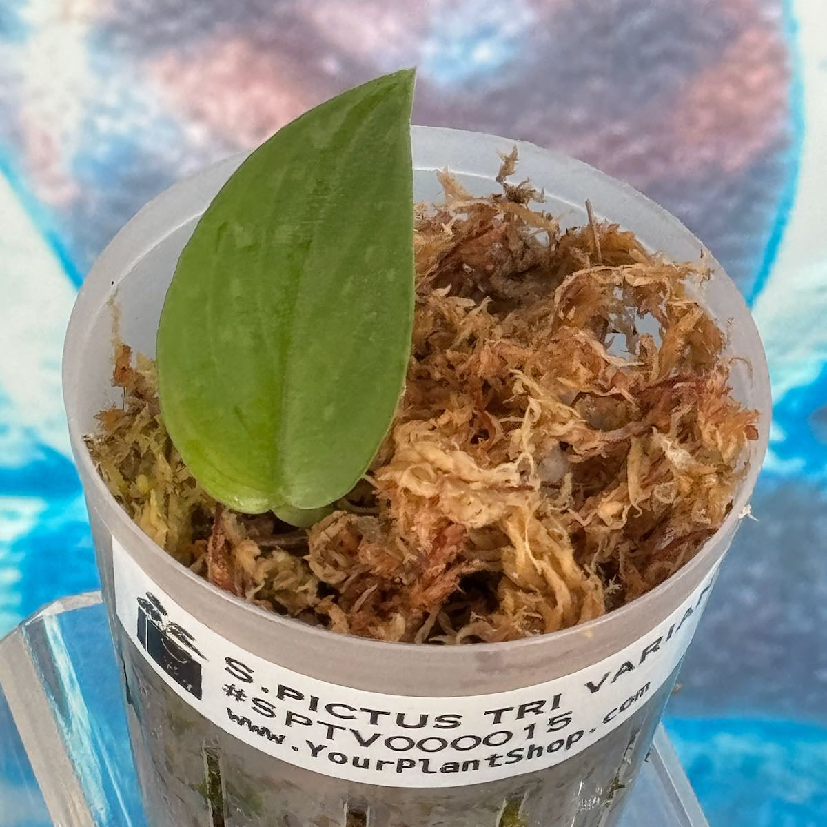 Scindapsus pictus Tricolor Variant - #SPTV000015