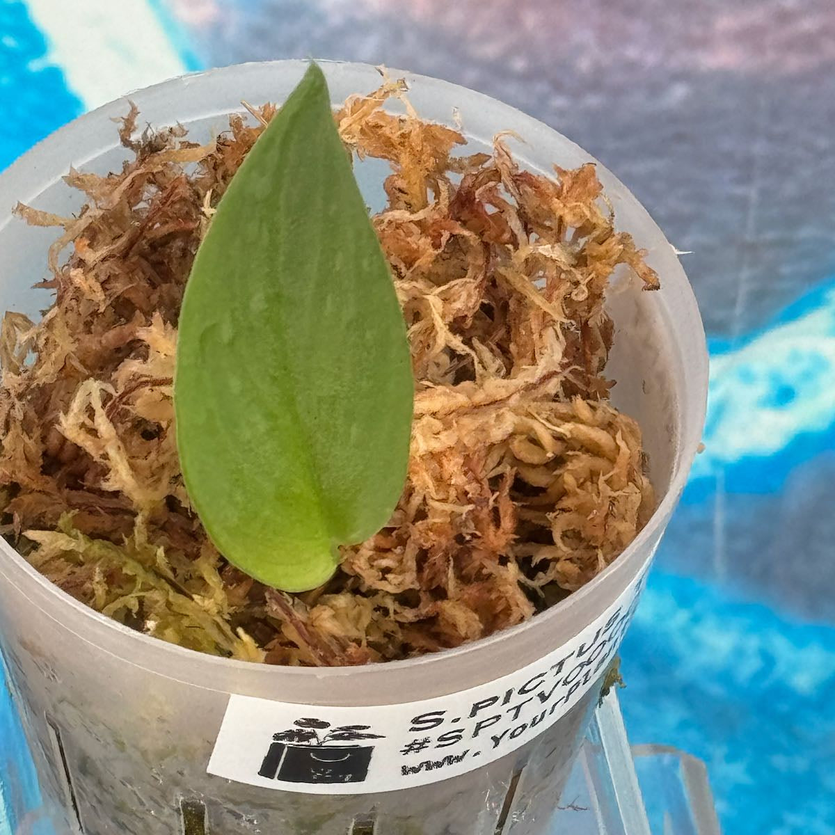 Scindapsus pictus Tricolor Variant - #SPTV000015