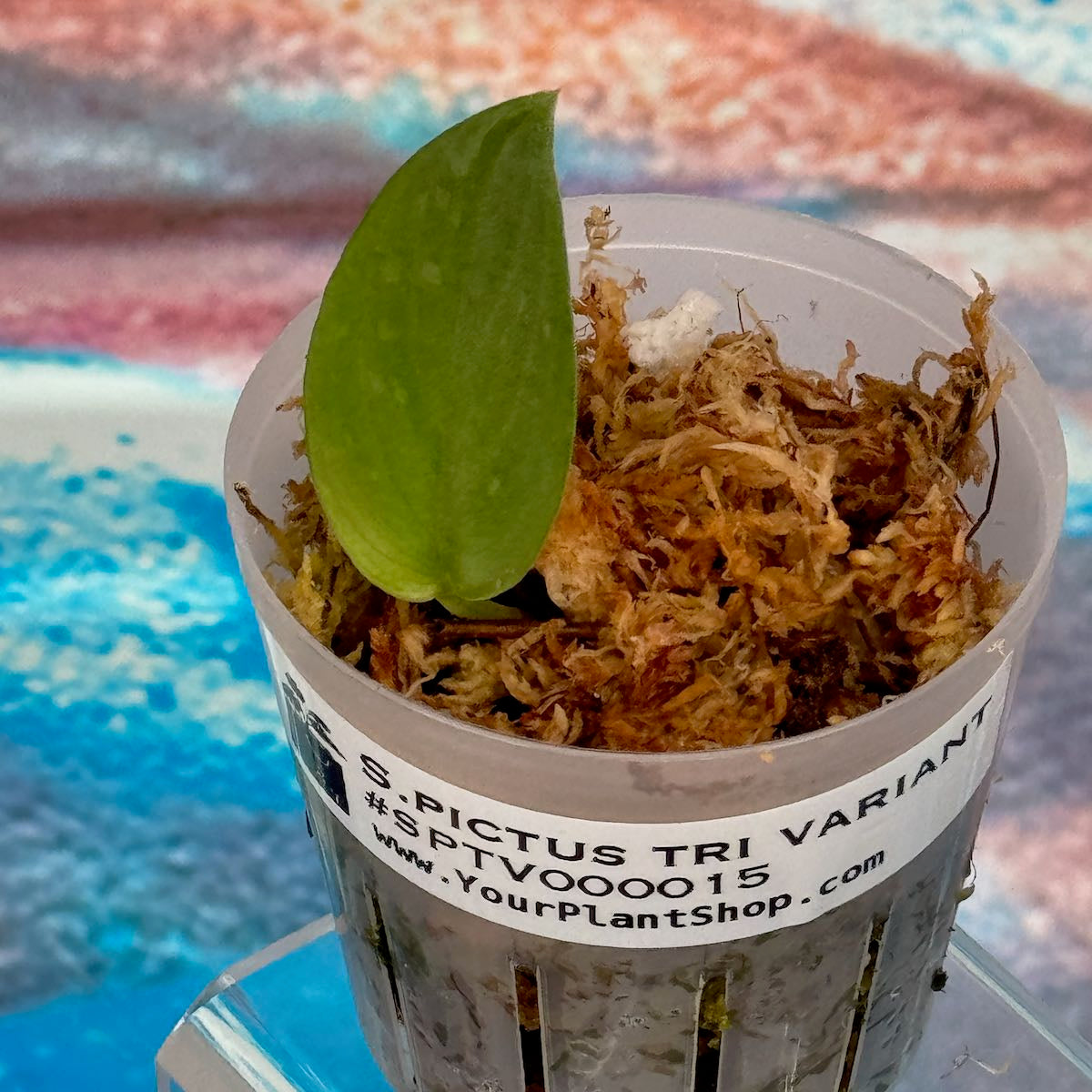 Scindapsus pictus Tricolor Variant - #SPTV000015