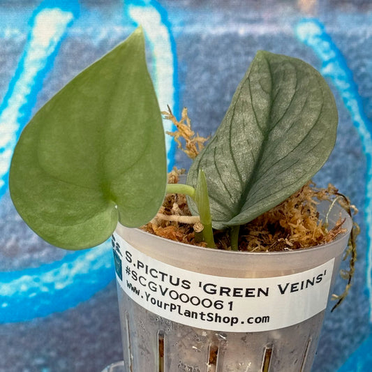 Scindapsus pictus  'Green Veins' - #SCGV000061