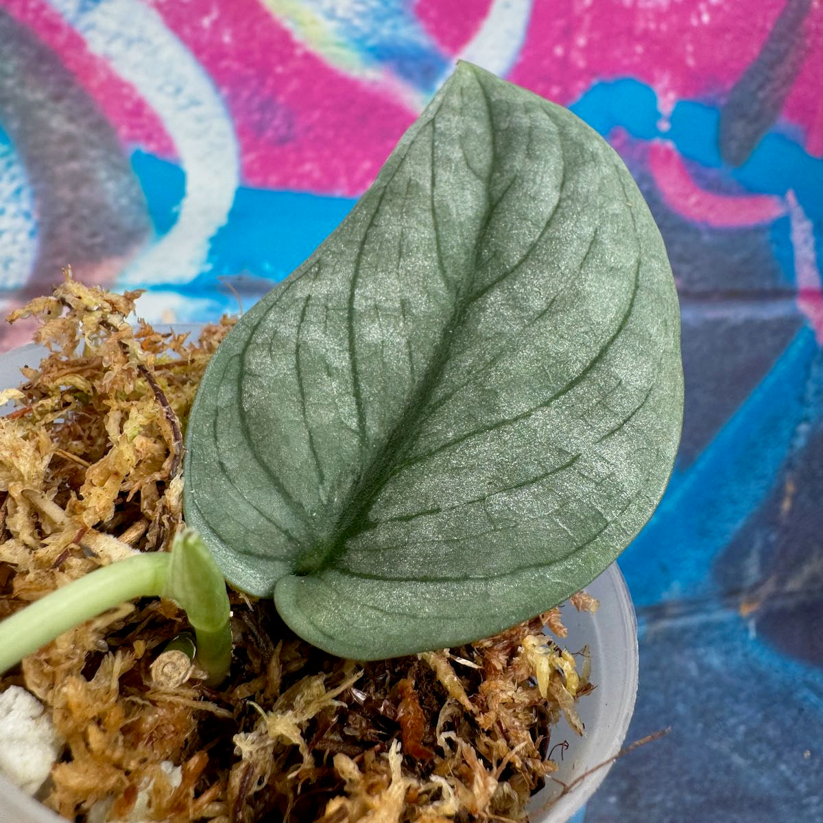 Scindapsus pictus 'Green Veins' - #SCGV000061