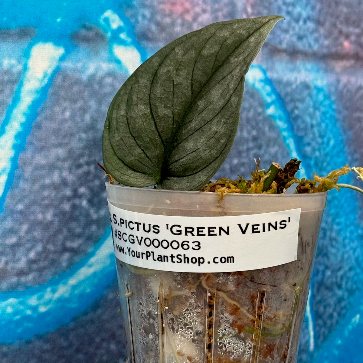Scindapsus pictus 'Green Veins' - #SCGV000063