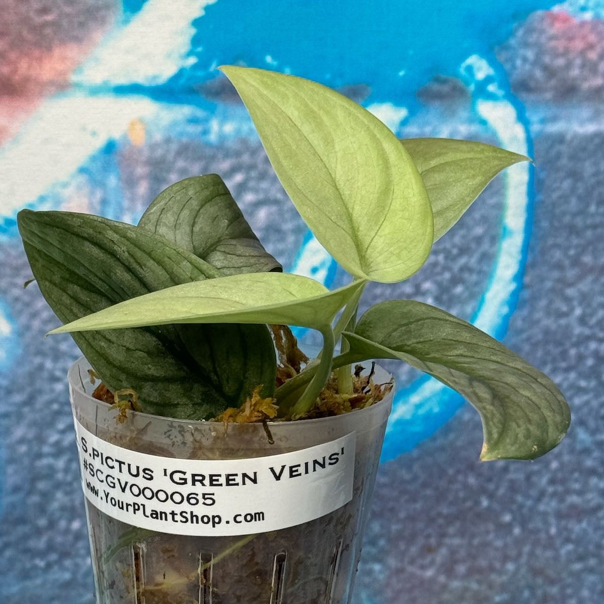 Scindapsus pictus 'Green Veins' - #SCGV000065