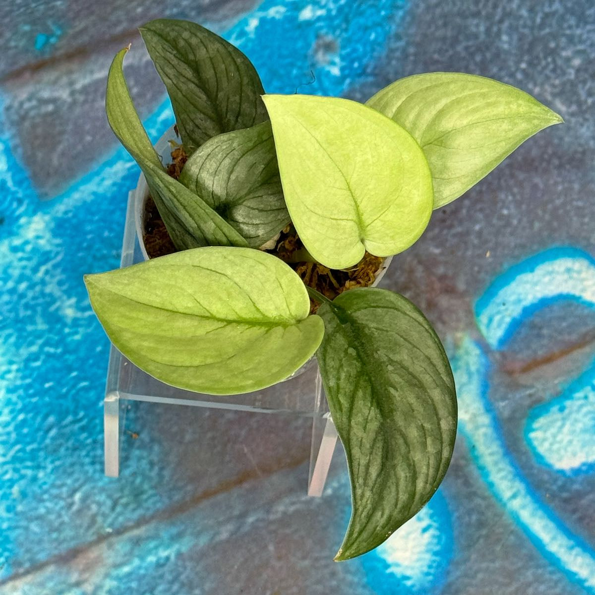 Scindapsus pictus 'Green Veins' - #SCGV000065