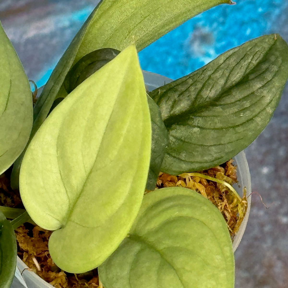 Scindapsus pictus 'Green Veins' - #SCGV000065