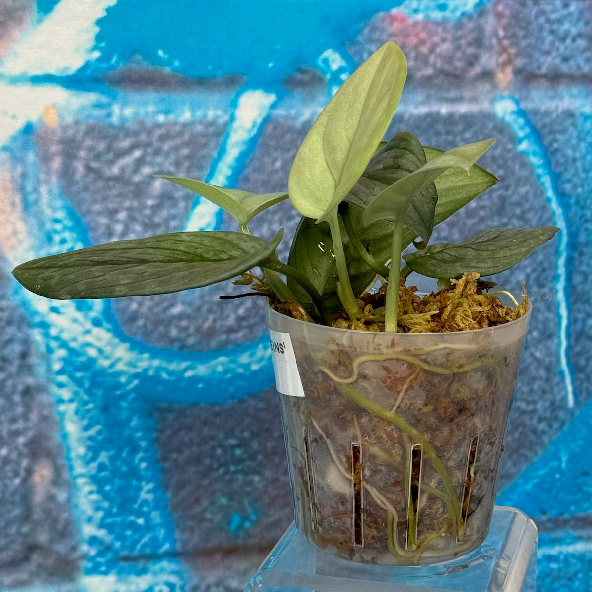 Scindapsus pictus 'Green Veins' - #SCGV000065
