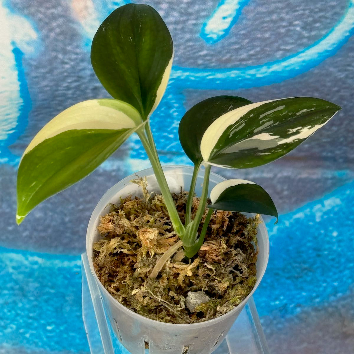 Scindapsus 'Blue Albo' - SCBA000036