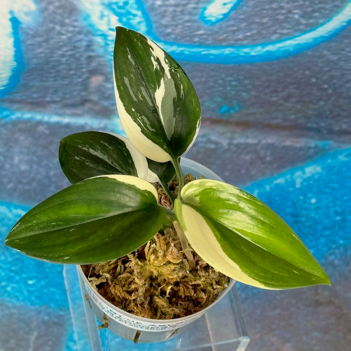 Scindapsus 'Blue Albo' - SCBA000036