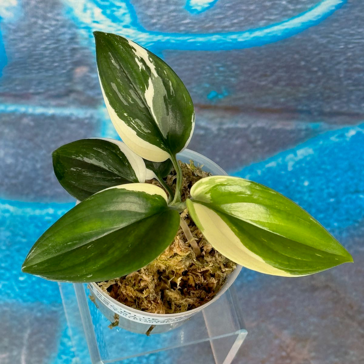 Scindapsus 'Blue Albo' - SCBA000036