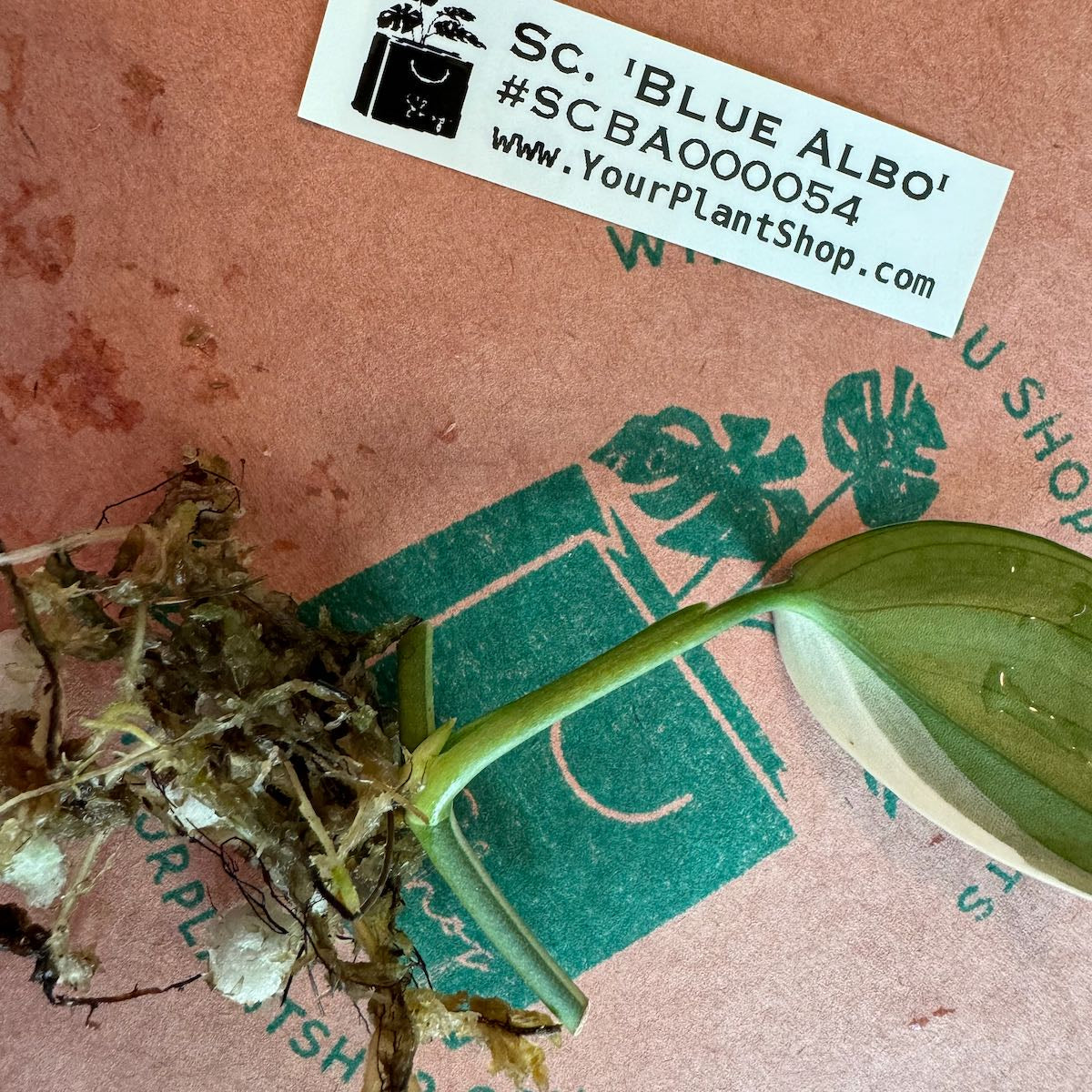 Scindapsus 'Blue Albo' - SCBA000054