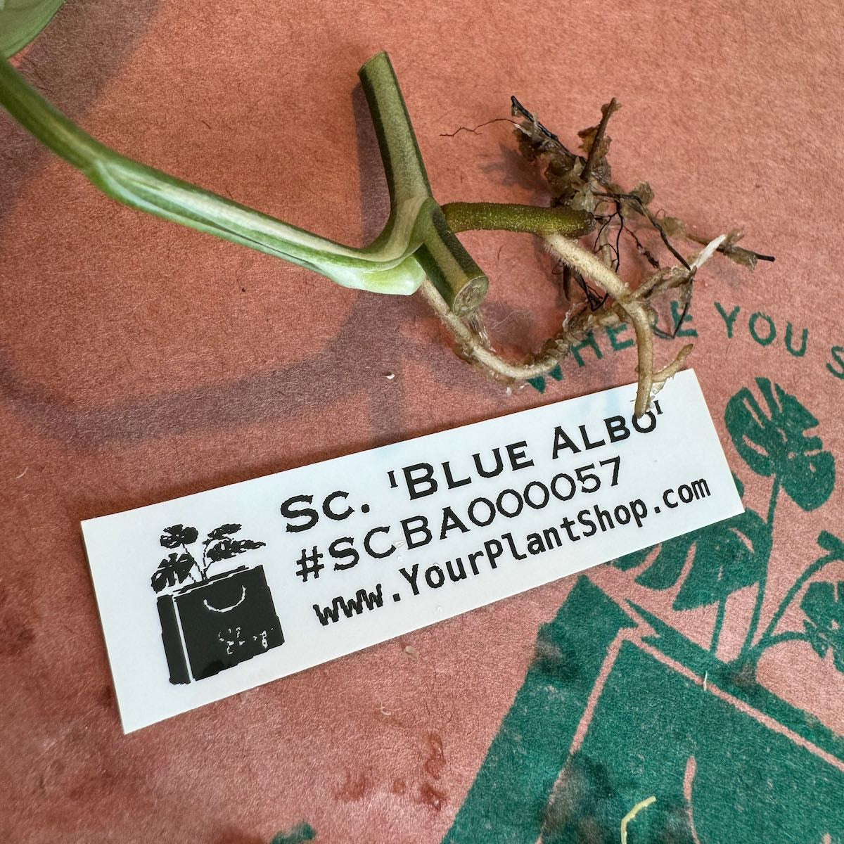Scindapsus 'Blue Albo' - SCBA000057