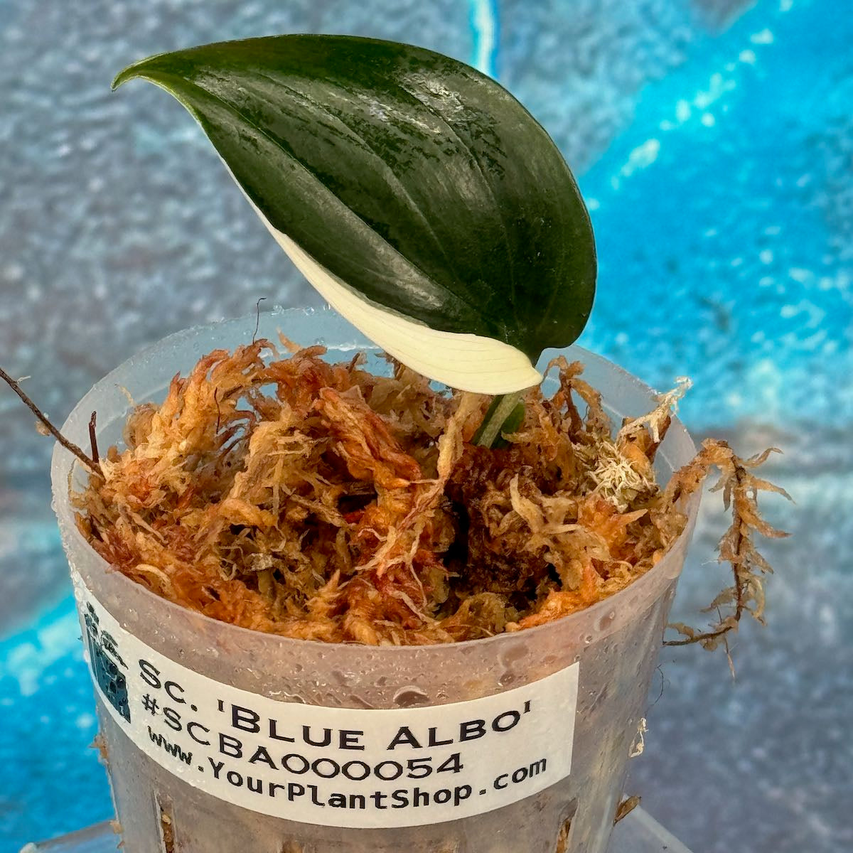 Scindapsus 'Blue Albo' - SCBA000054