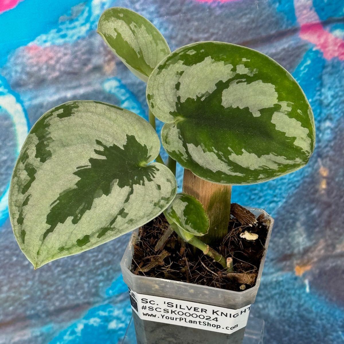 Scindapsus Silver Knight - SCSK000030 – YourPlantShop.com