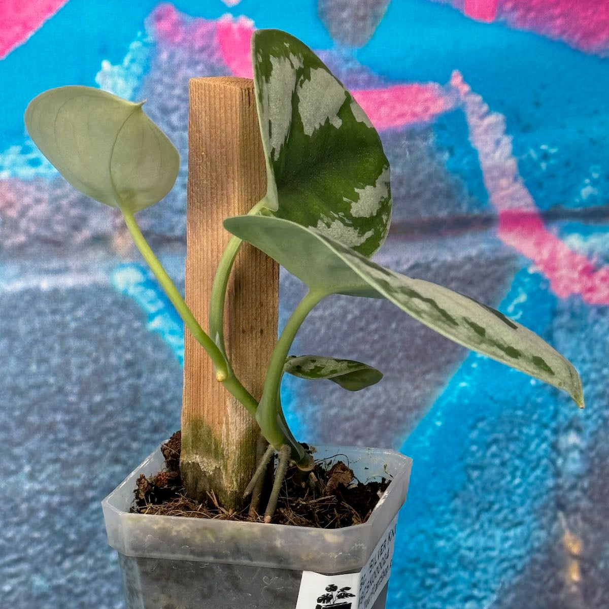 Scindapsus Silver Knight - SCSK000024