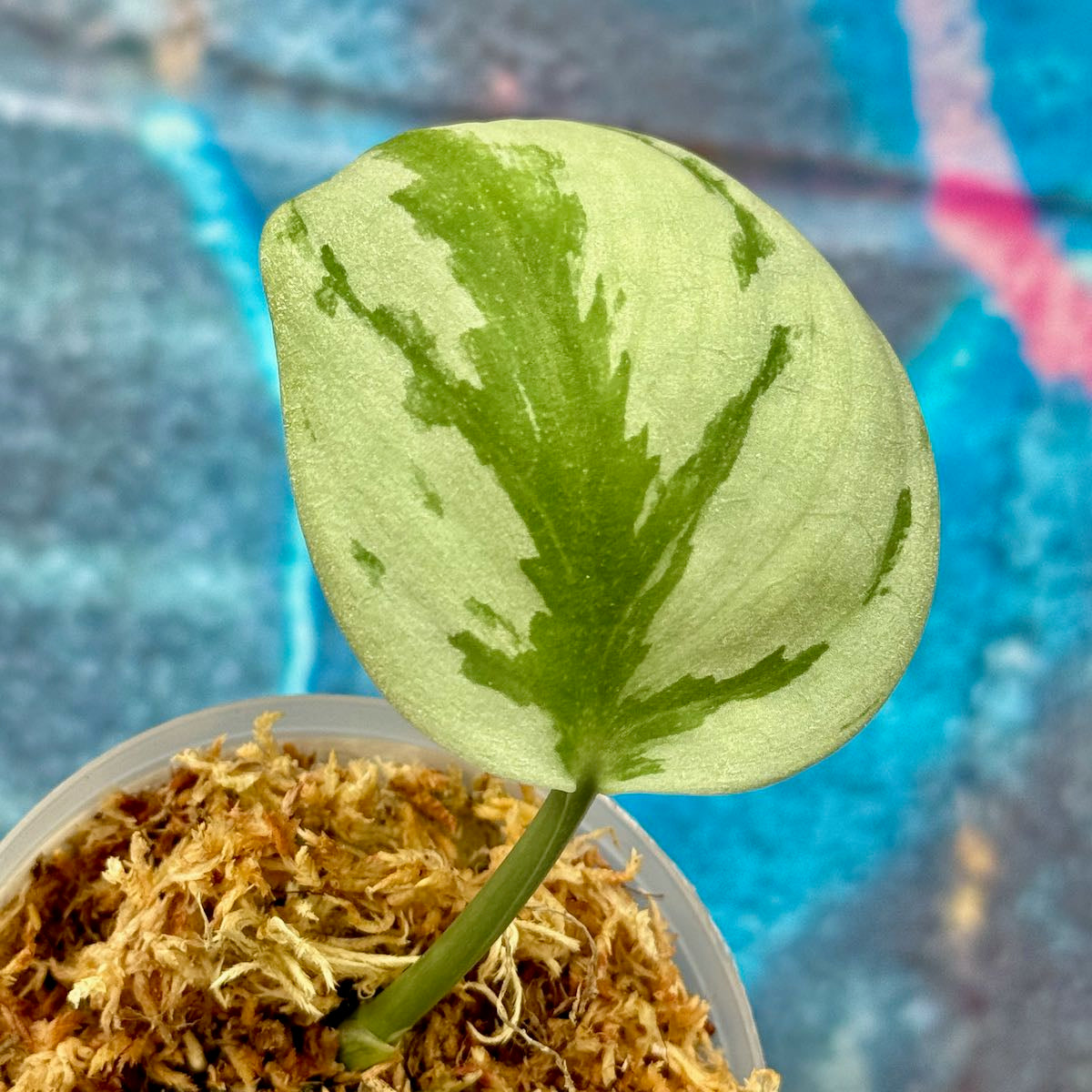 Scindapsus Silver Knight - SCSK000025