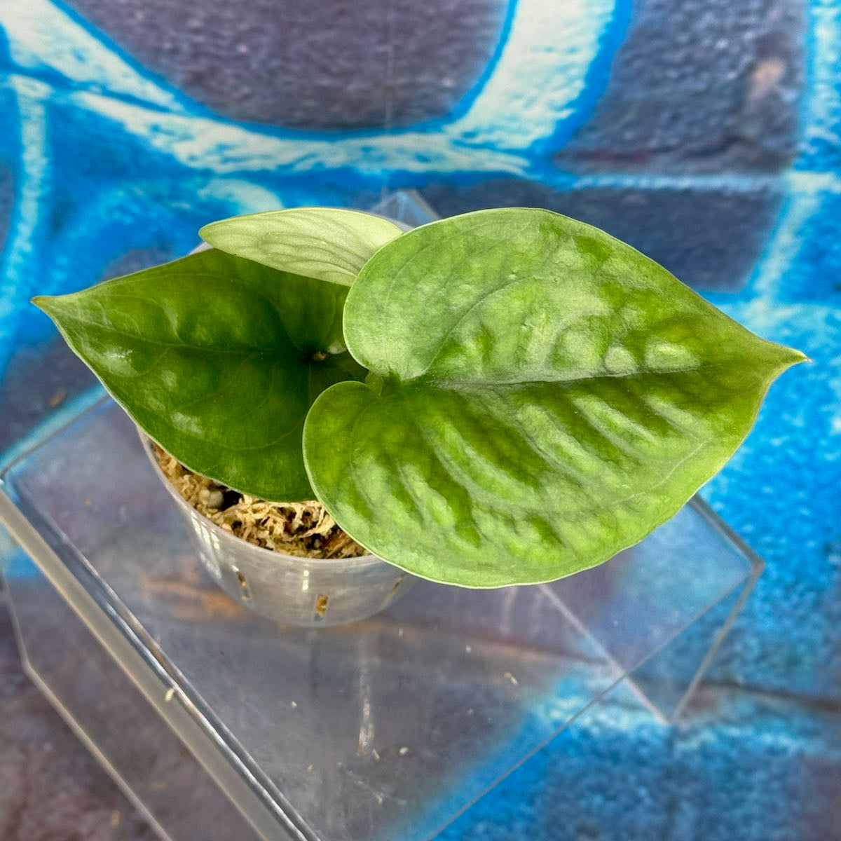 Scindapsus Lucens - SCLU000046