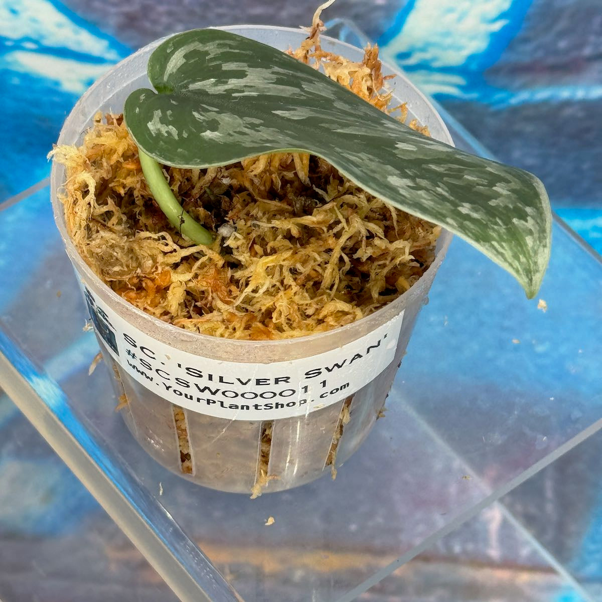 Scindapsus 'Silver Swan' - #SCSW000011