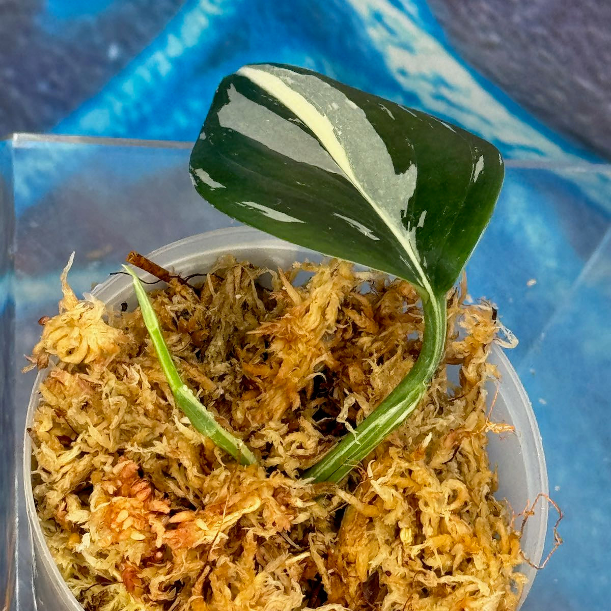 Scindapsus 'Blue Albo' - SCBA000030