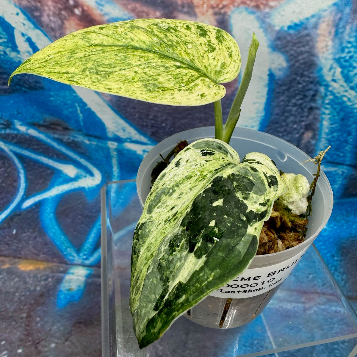 Scindapsus 'Creme Brulee' - #SCCB000010