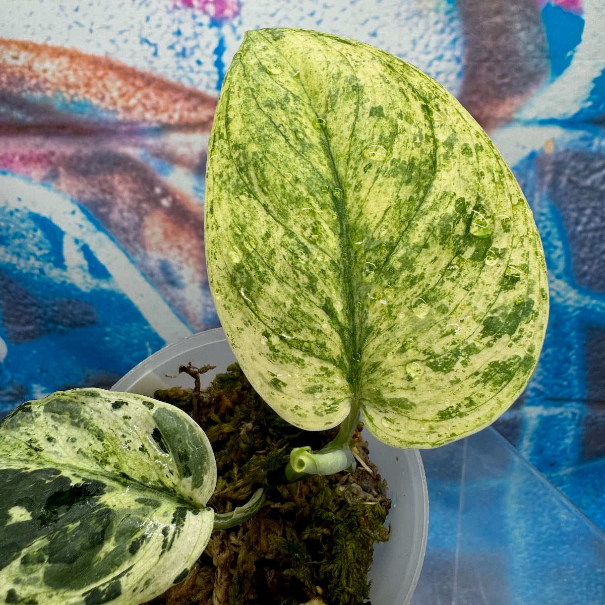 Scindapsus 'Creme Brulee' - #SCCB000010