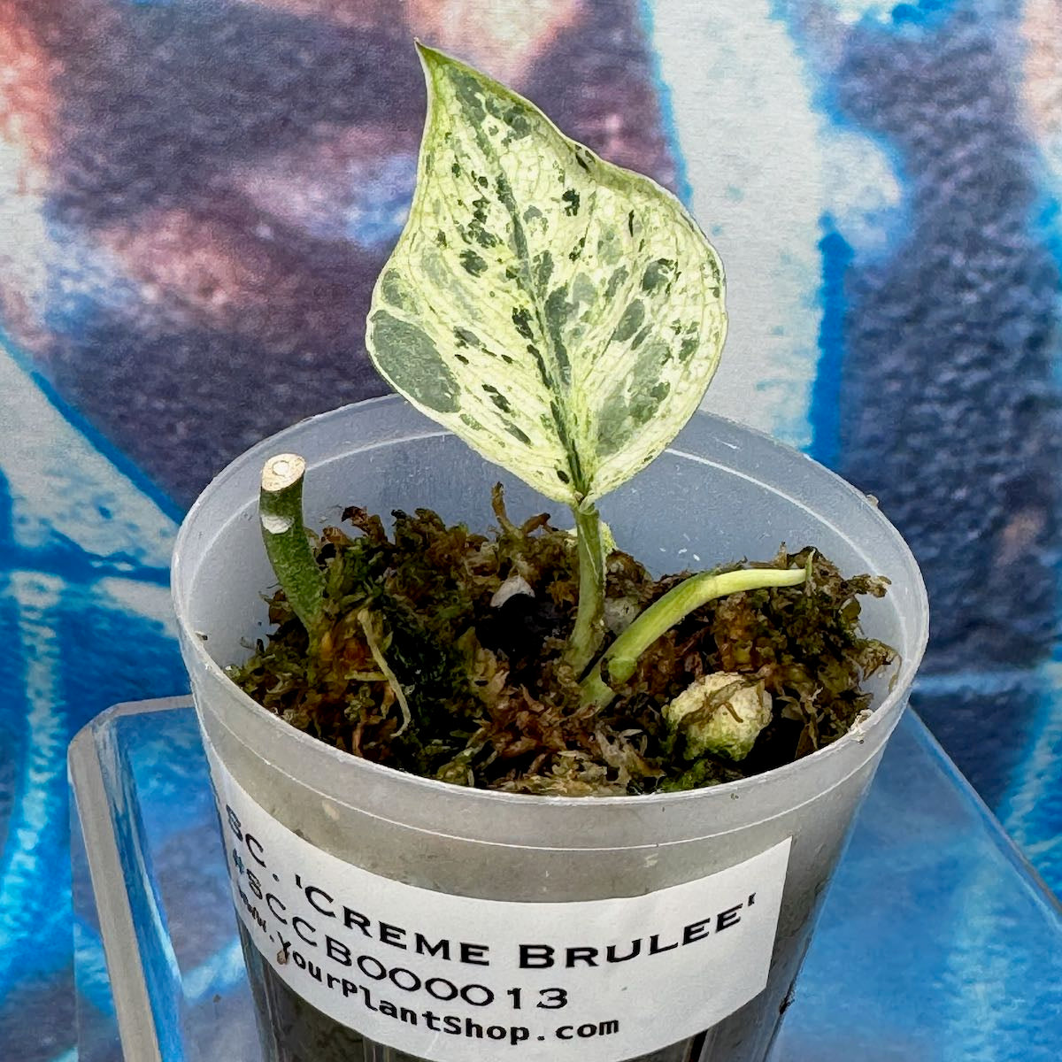 Scindapsus 'Creme Brulee' - #SCCB000013