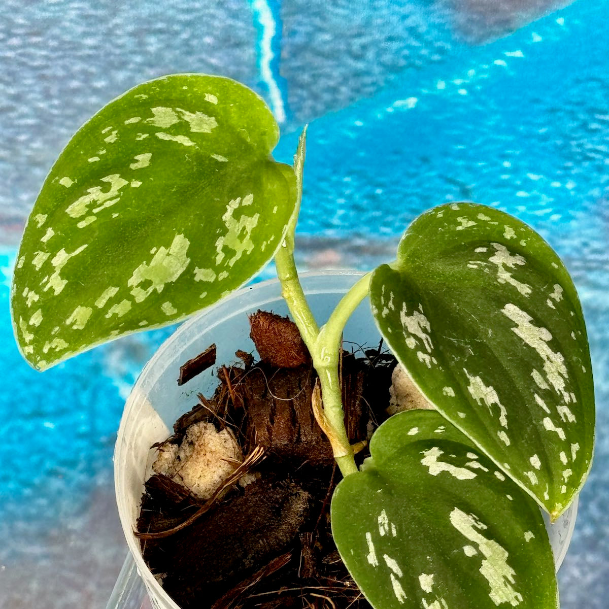 Scindapsus 'Tricolor' (OG version) - SCTR000036