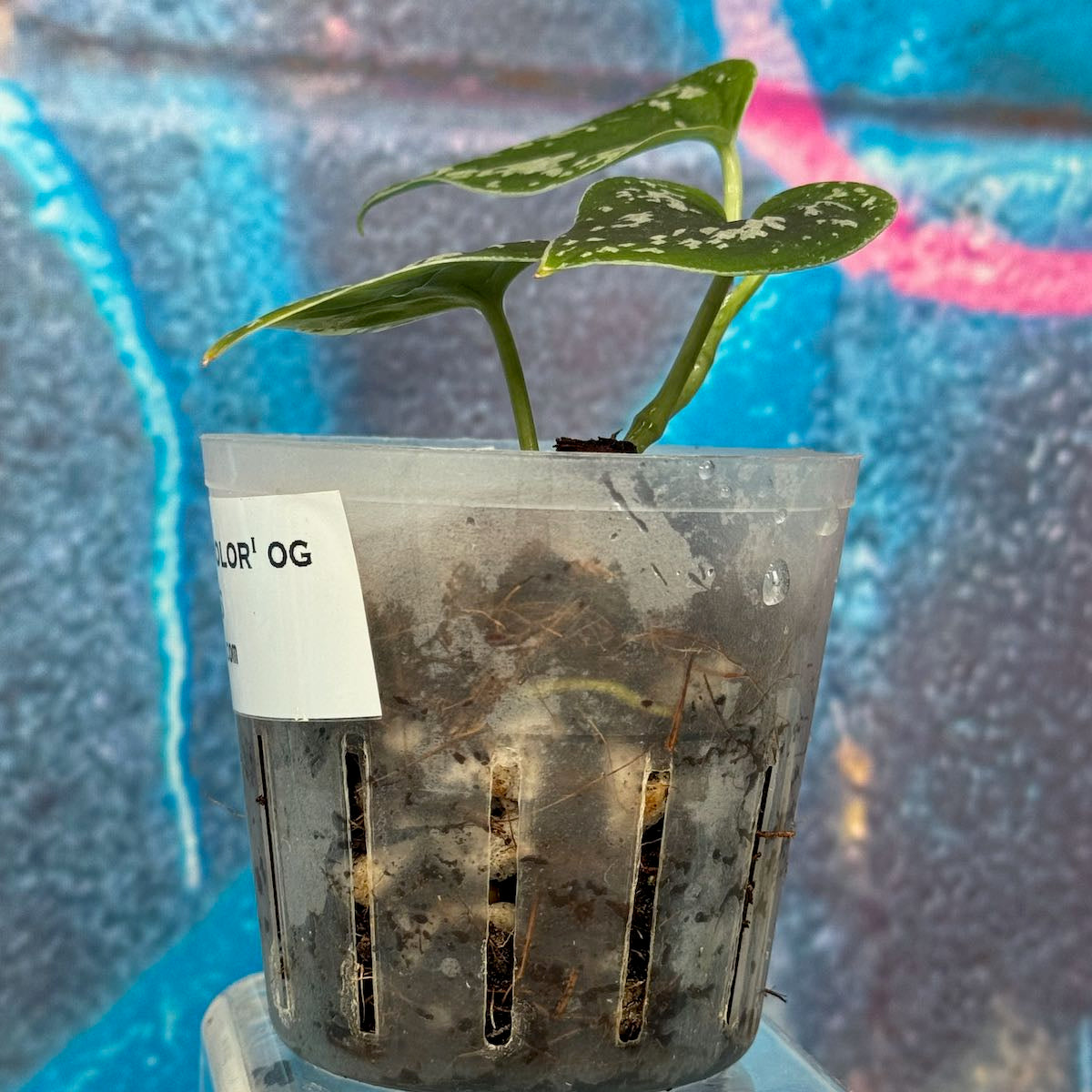 Scindapsus 'Tricolor' (OG version) - SCTR000036