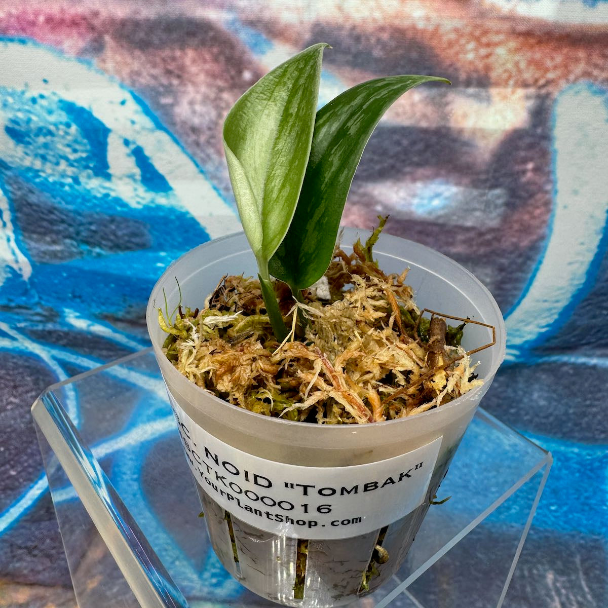Scindapsus NOID "Tombak" - #SCTK000016