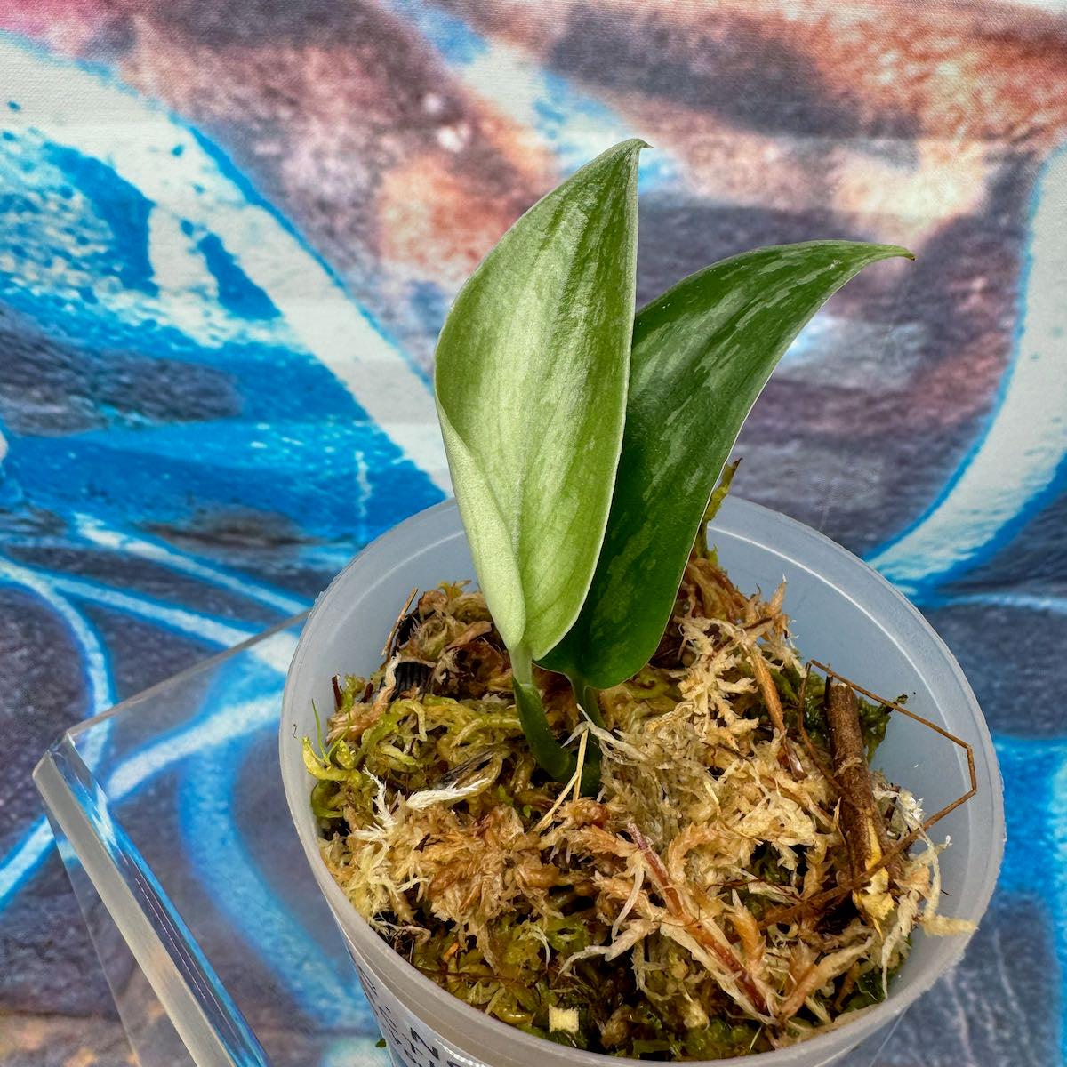 Scindapsus NOID "Tombak" - #SCTK000016