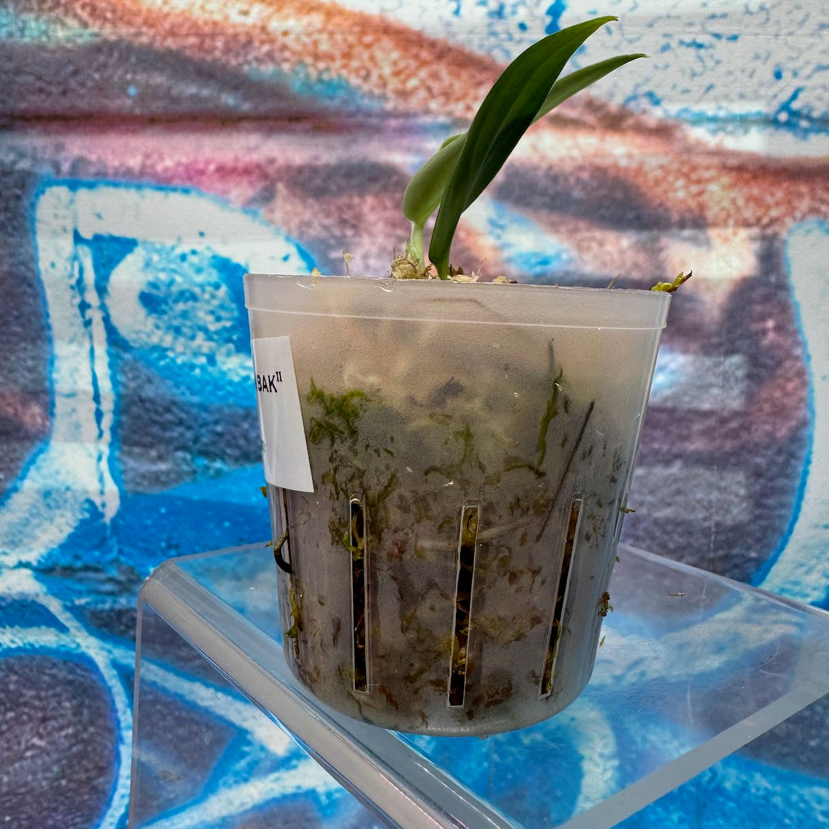 Scindapsus NOID "Tombak" - #SCTK000016