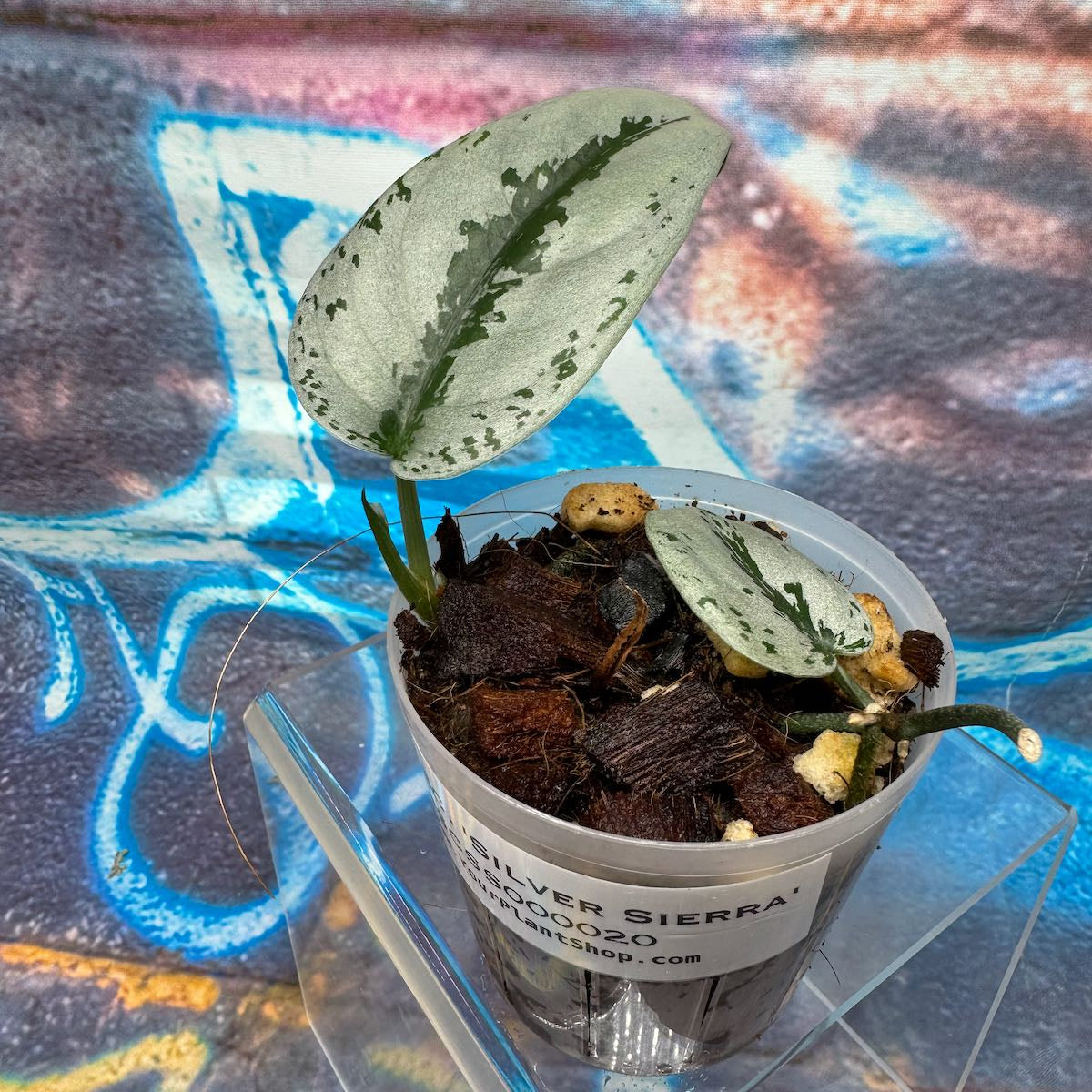 Scindapsus Silver Sierra - #SCSS000020