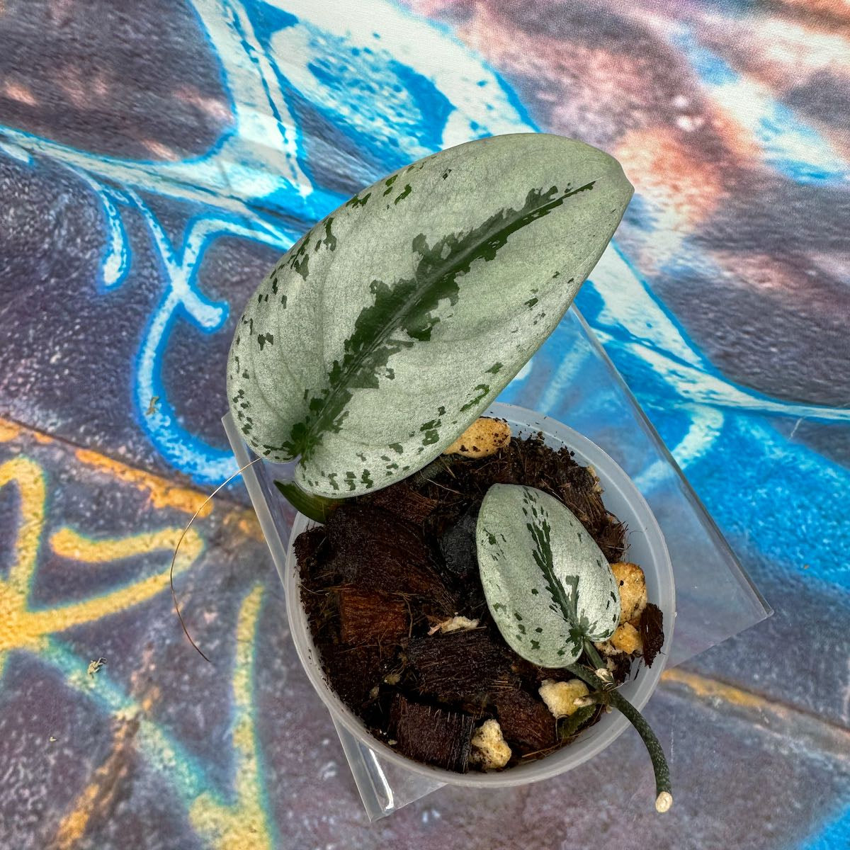 Scindapsus Silver Sierra - #SCSS000020